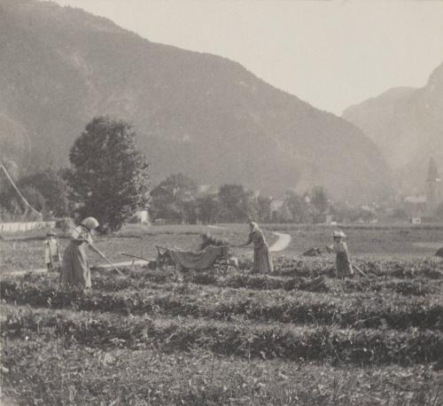 Haymakers, early morning.