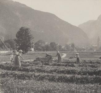 Haymakers, early morning.