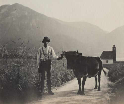 [Man and black cow]