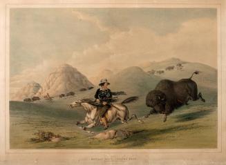 Buffalo Hunt, Chasing Back