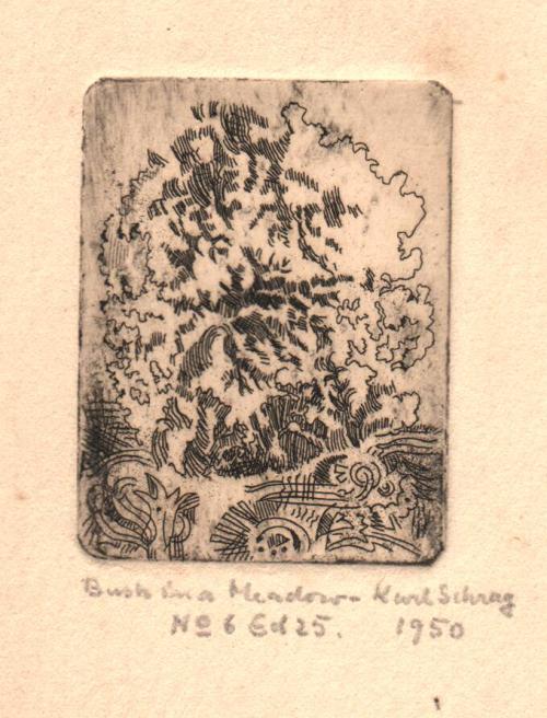 Bush in a Meadow