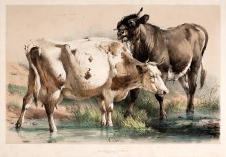 Cow and Bull at a Stream