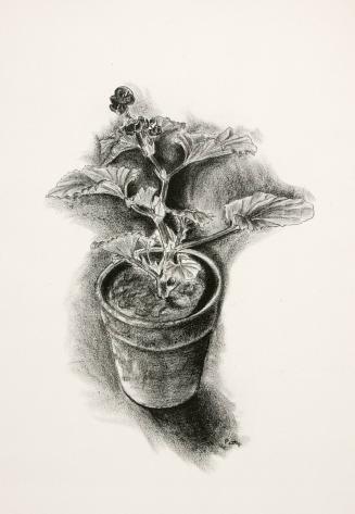 Untitled (Flowerpot with geranium)