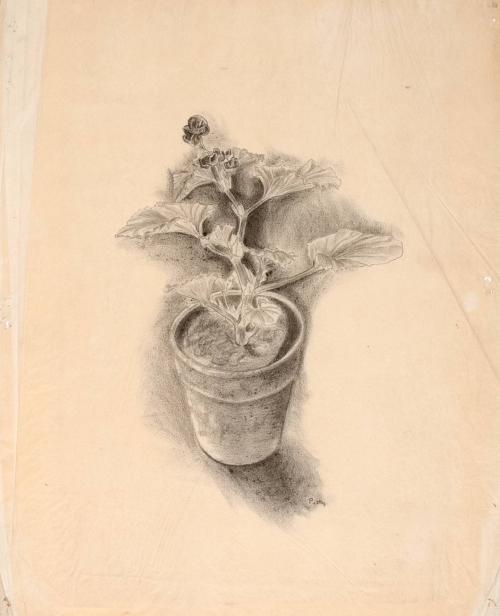 Untitled (Flowerpot)