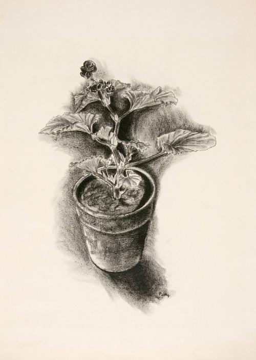 Untitled (Flowerpot with geranium)