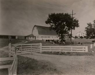 The Yellow Barn Farm