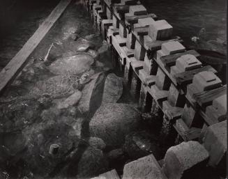 Turtles, Key West, Florida