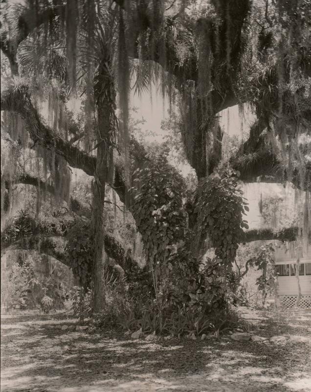 Spanish Moss and Weeping Willow Area