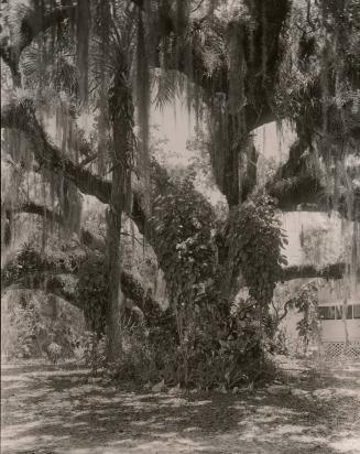 Untitled (weeping willow tree, Spanish moss)