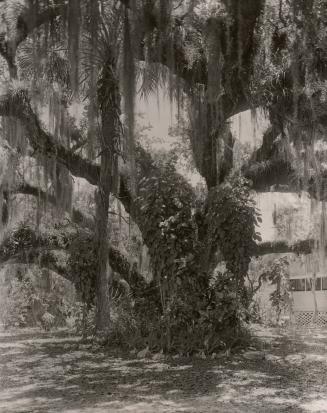 Untitled (weeping willow tree or Spanish Moss)