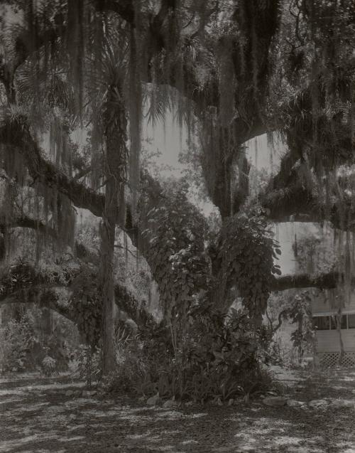 Untitled (weeping willow tree, Spanish moss)