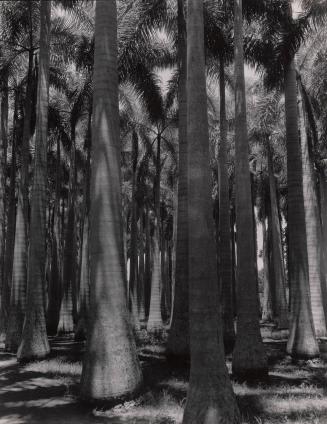 Rows of palmtrees, Florida