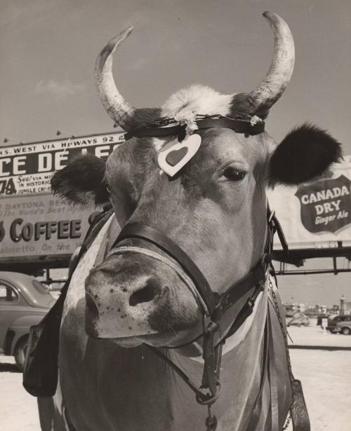 Ferdinand on Daytona Beach, Florida