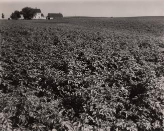 Untitled (farm and field of peas)