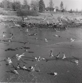 When the tide goes out the gulls clean the shores