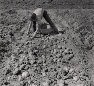 Potato Farming in Aroostook, Maine