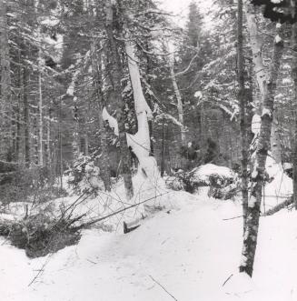 Forest in winter