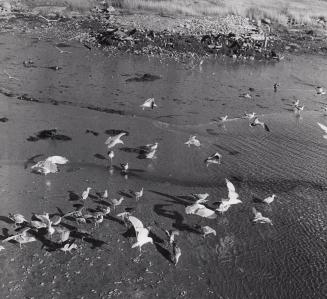 When the tide goes out the gulls clean the shore