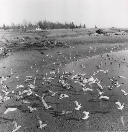 When the tide goes out the seagulls clean the shores