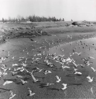 When the tide goes out the seagulls clean the shores