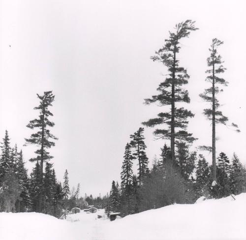 Cabins in a winter forest