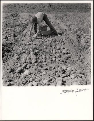 Potato Farming in Aroostock County Maine