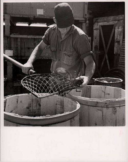 Lobster Man at Work, Rockland, Maine