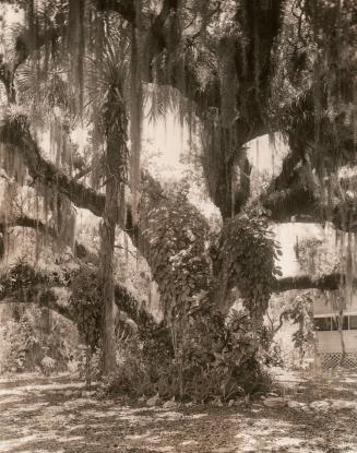 Florida Spanish Moss