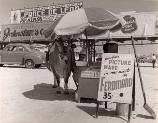 Beach Photographer with Ferdinand the Bull, Daytona Beach, Florida