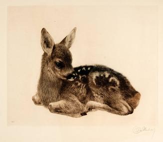 Fawn (after Albrecht Durer)