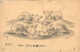 #20 Four Chinese rats