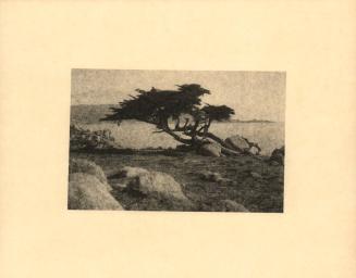 untitled [rocky landscape, solitary cypress tree, leaning]