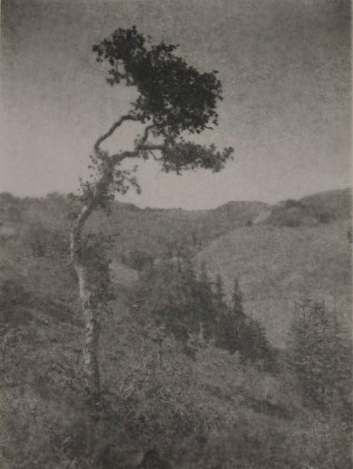 untitled [solitary eucalyptus tree, landscape]