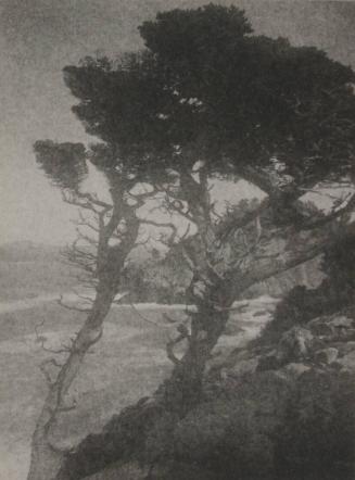 untitled [two cypress trees, coastal landscape/cliff]