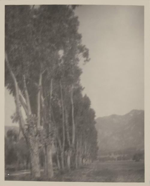 untitled [line of poplar trees]