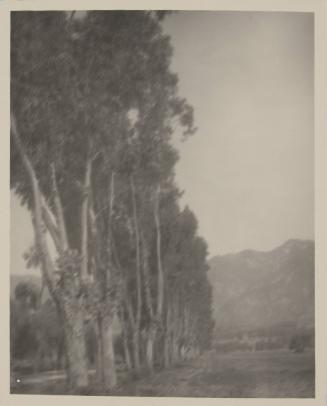 untitled [line of poplar trees]