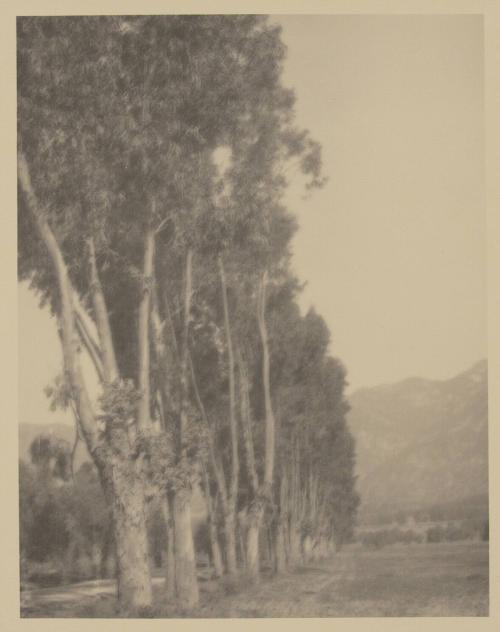 untitled [line of poplar trees]